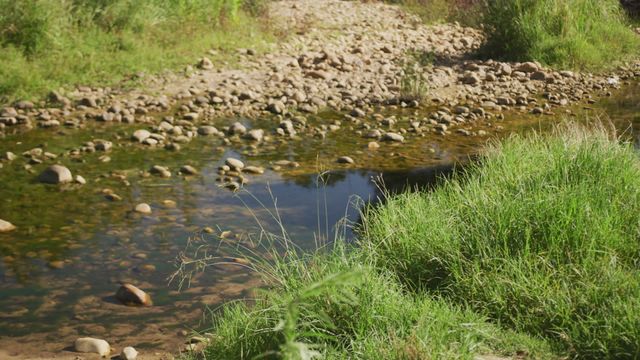 A clear stream gently meandering through a forest with green vegetation and rocks present. This serene image is perfect for projects related to nature, environmental conservation, outdoor activities, and rural landscapes. Suitable for promoting ecological awareness, social responsibility, and the beauty of untouched natural environments.