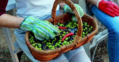 Harvesting Olives in Basket During Autumn Season