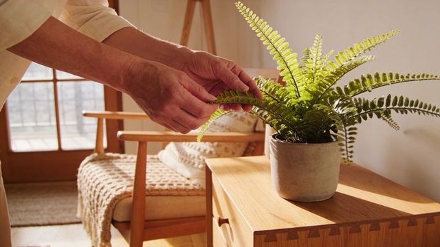 Hands adjusting indoor fern in concrete pot on wooden side table with warm sunlight