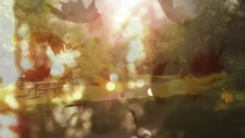 Sunlight Filtering Through Autumn Leaves in Tranquil Park