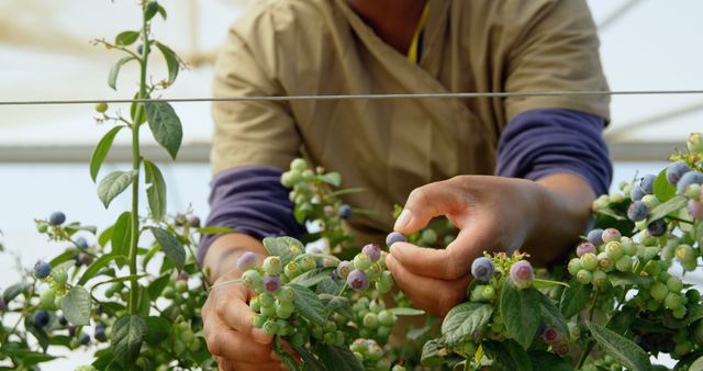 Farmer Harvesting Ripe Blueberries in Greenhouse - Download Free Stock Images Pikwizard.com