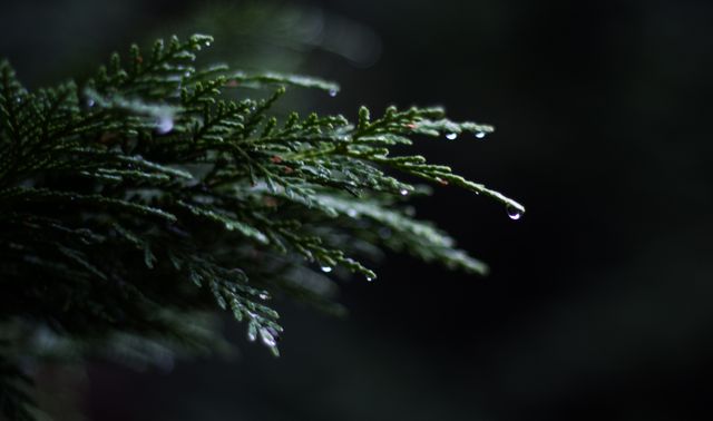 Close-up of evergreen branch with droplets of dew hanging from tips, showcasing beauty of nature and freshness. Ideal for nature-themed projects, environmental awareness, relaxation content, or botanical studies, presenting a calming and refreshing visual.