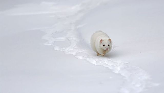White stoat crossing snow leaving narrow trail of pawprints on minimalist winter landscape