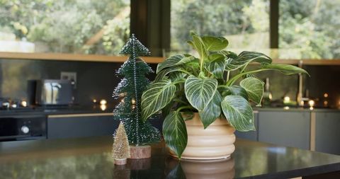 Variegated heart-shaped plant sitting on glossy kitchen island with bottlebrush trees
