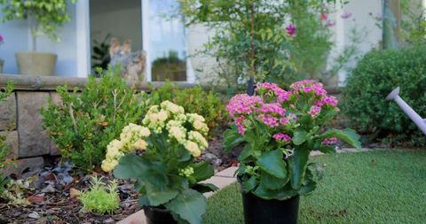 Potted kalanchoe with pink and pale yellow blooms on garden edging with cat in front yard