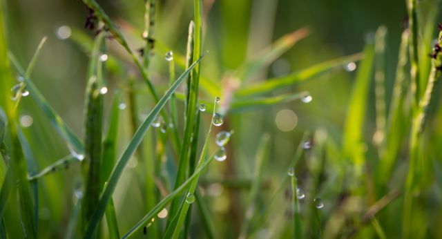 Close-up view of dewdrops on grass blades glistening in morning sunlight. Showcases natural freshness and beauty of early hours outdoors. Perfect for nature-themed projects, environmental campaigns, backgrounds, and relaxation visuals.