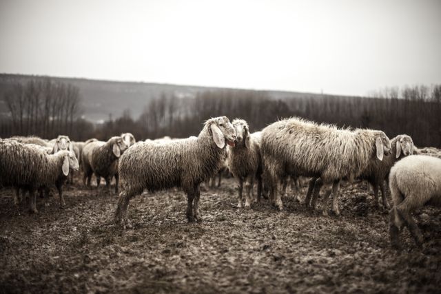 Flock of sheep grazing in a muddy field on a rainy day. Ideal for illustrating rural life, farming, and agriculture. Perfect for use in articles about livestock care, weather effects on farming, and countryside living.