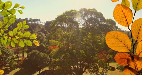 Vibrant Autumn Foliage in Sunny Park Setting