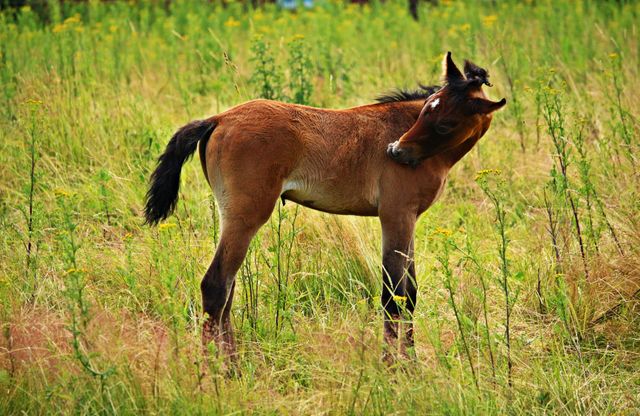 Young foal standing in a grassy field while scratching its neck, capturing a serene and natural rural scene. This can be used for topics related to animal behaviors, farming, rural life, or nature documentaries. Ideal for promoting agricultural products, children's animal books, or educational materials about farm animals.