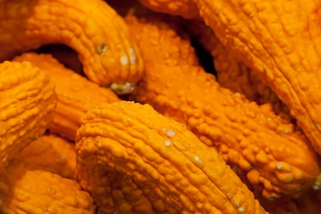 Close-up of orange gourds with unique bumpy texture. Ideal for illustrating agriculture, harvest themes or seasonal autumn decorations for websites, marketing materials, or educational content.