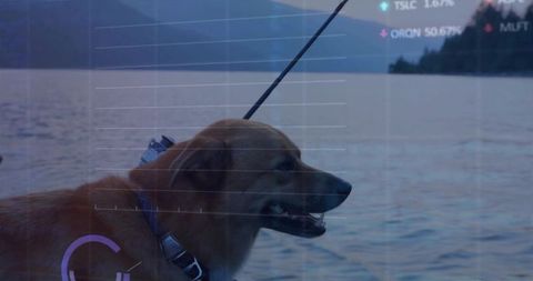 Brown dog standing on boat wearing harness and collar at dusk with digital hud overlay