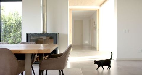 Black Cat Strolling in Minimalist Dining Area Sunlit Interior Design - Download Free Stock Images Pikwizard.com