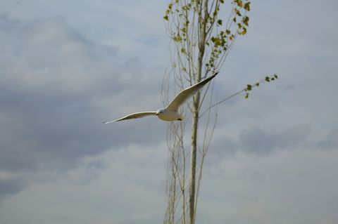 Seagull gliding across cloudy sky beside slender poplar with scattered green leaves