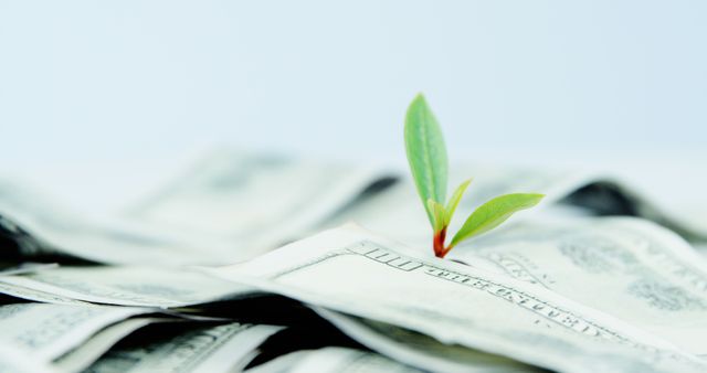 A green plant sprout emerges from a pile of US dollar bills, symbolizing financial growth or investment, with copy space. It represents the concept of wealth accumulation, sustainable finance, or the intersection of nature and economy.