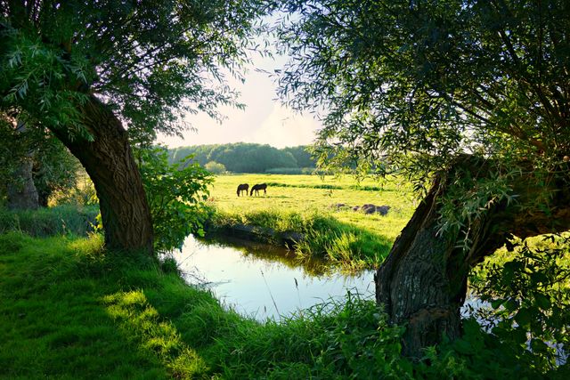 A pair of horses grazing in a lush, green field, framed by two large trees and a small stream. Perfect for use in projects related to rural life, natural beauty, tranquility, outdoor recreation, and agricultural themes.