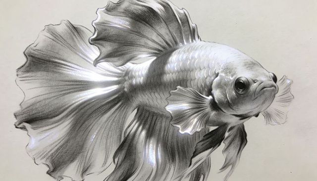 Realistic graphite betta fish drawing with flowing veiltail fins and iridescent highlights
