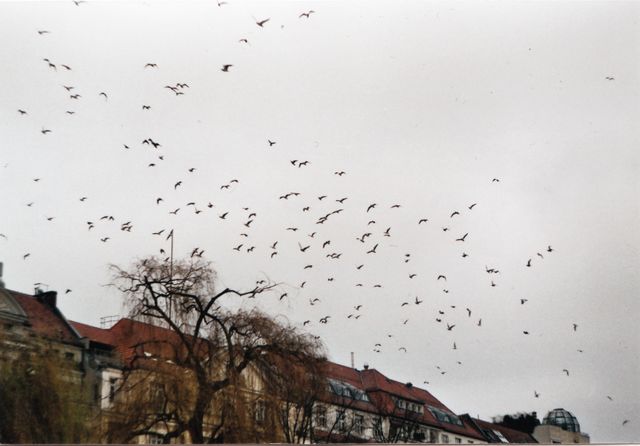 A group of birds flying over the rooftops of a city on a cloudy, gloomy day. The image features residential buildings with recognizable red roofs and bare trees, providing an atmospheric cityscape. Useful for illustrating urban birdlife, gloomy weather, or city scenes. Ideal for content related to urban wildlife, architectural designs of residential areas, or atmospheric photography projects.