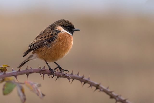European Stonechat Perched on Bramble Thorns - Download Free Stock Photos Pikwizard.com