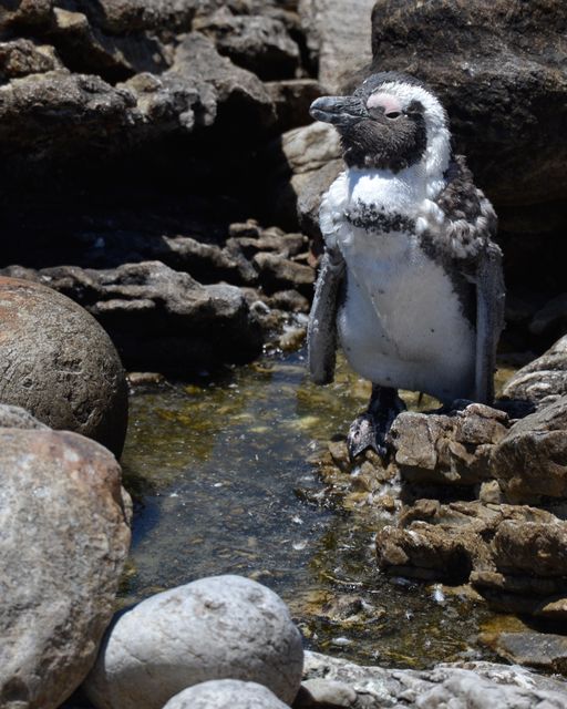 Penguin standing on rocky terrain next to a small water stream in its natural habitat. Ideal for use in materials emphasizing wildlife, nature, birds, and their environments. Suitable for articles on wildlife conservation, nature explorations, and geographical features.