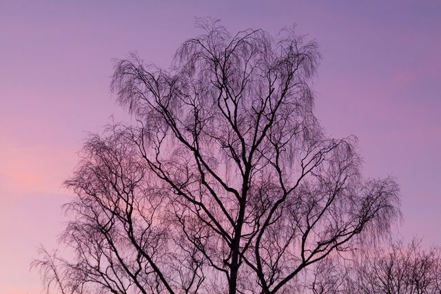 Silhouette of a bare tree with intricate branches standing against a backdrop of a vibrant and colorful sunset sky. The purples, pinks, and oranges blend beautifully, creating a peaceful and serene nature scene. Perfect for use in nature-themed projects, websites, or as a decorative piece of art to invoke calmness and appreciation for natural beauty.
