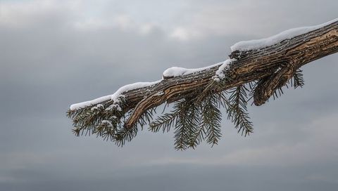 Snow-Topped Pine Branch Reaching into Overcast Sky, Frosted Needles and Textured Bark