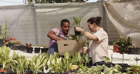 Teamwork in Plant Nursery Packing for Sustainable Growth