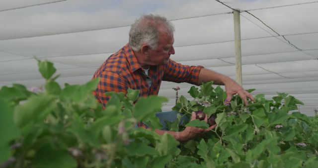 Senior Caucasian man examines plants in a greenhouse - Download Free Stock Photos Pikwizard.com