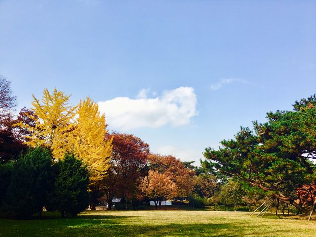 This shows a serene park in autumn, featuring vibrant foliage of red, yellow, and green against a clear blue sky. Great for themes about nature, seasons, tranquility, and the beauty of autumn landscapes. Suitable for backgrounds, seasonal promotions, nature blogs, and educational materials.