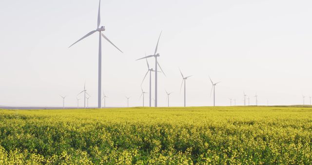 Wind turbines standing tall in a vast yellow flower field, capturing the beauty of nature while generating clean and sustainable energy. Ideal for articles on renewable energy, environmental conservation, green technology, and eco-friendly farming practices. Perfect for highlighting sustainable living and environmental protection.