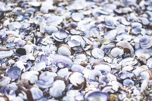 Closeup of Purple Sea Shells on Beach - Download Free Stock Photos Pikwizard.com