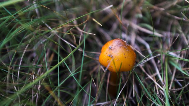Close-up of a tiny orange mushroom emerging from grass, surrounded by lush greenery. Ideal for nature and wildlife photography enthusiasts, environmental education materials, or naturalistic backgrounds in presentations.
