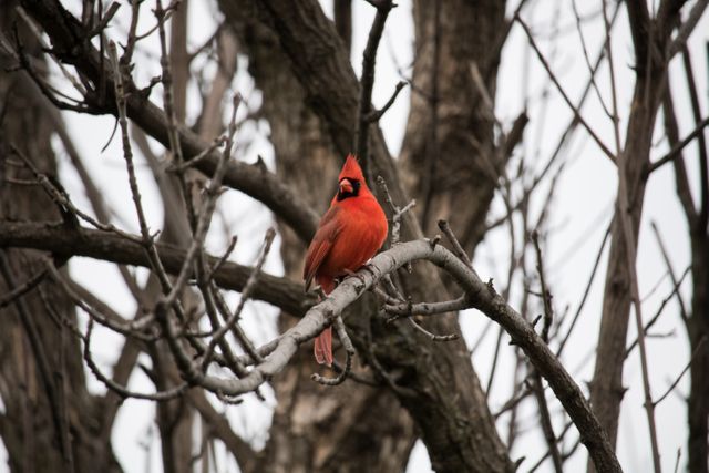 Male cardinal perched on leafless tree branch, showcasing vibrant red plumage against backdrop of barren winter landscape. Ideal for use in nature-related content, promoting wildlife awareness, bird-watching ads, environmental campaigns, and seasonal greeting cards.