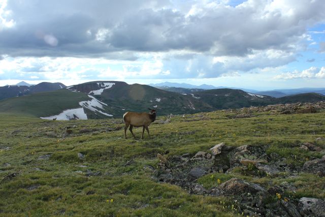 This serene scene is suitable for nature magazines, tourism brochures, and websites focusing on wildlife photography or natural landscapes. It captures the rugged beauty of the Rocky Mountains with a wild elk peacefully grazing in its natural habitat, perfect for promoting outdoor adventure and wildlife conservation.