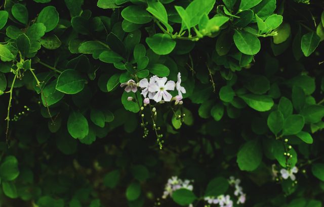 Close-up of Green Foliage with White Flowers - Download Free Stock Photos Pikwizard.com