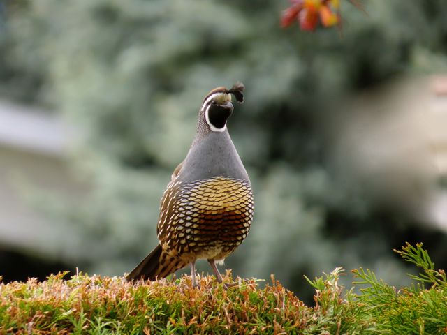 California quail standing on shrub in a garden with blurred background. Ideal for use in nature magazines, wildlife documentaries, educational materials, or gardening websites showing local fauna.