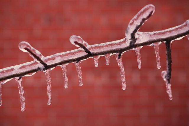 Frozen tree branch covered with icicles set against a red brick background. The contrast between the icy detail and the warm-toned brick wall creates a striking visual. Perfect for illustrating concepts related to winter weather, cold temperatures, or natural beauty. Suitable for use in seasonal promotions, nature articles, or decorative wall art.