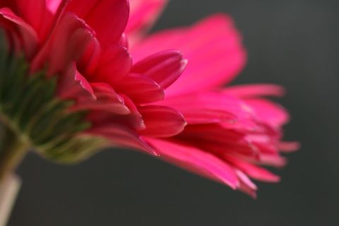 Macro side view of vibrant pink gerbera daisy petals with soft bokeh background