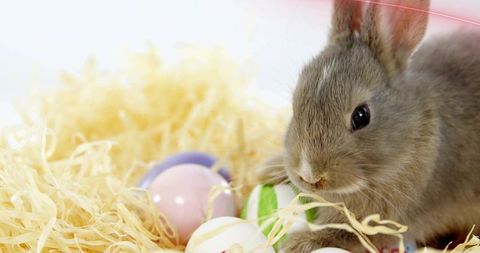 Grey bunny nestling in pale straw with pastel easter eggs closeup for spring design