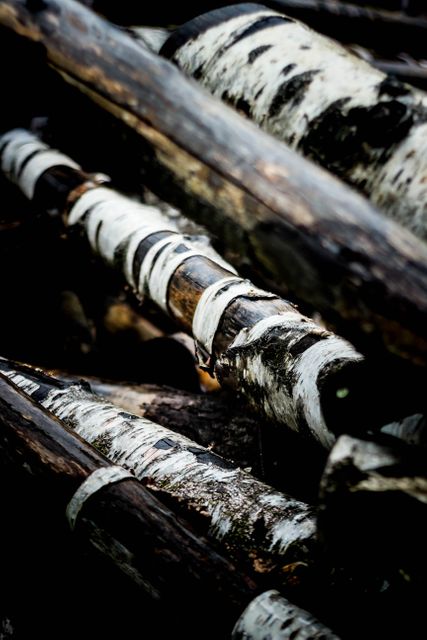 Close-Up View of Pile of Birch Logs with White Bark and Dark Knots - Download Free Stock Images Pikwizard.com