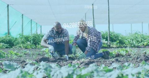 Diverse farmers kneeling planting seedlings under shade netting wearing gloves using trowel