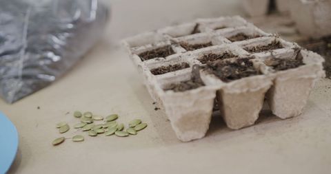 Seed Planting Preparation in In-Home Kitchen Garden - Download Free Stock Images Pikwizard.com