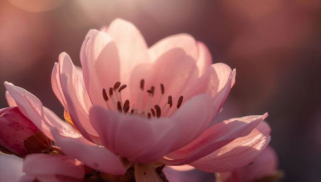 Backlit Pink Blossom Glowing with Dew Macro Close-up of Blooming Cherry Blossom Stamens