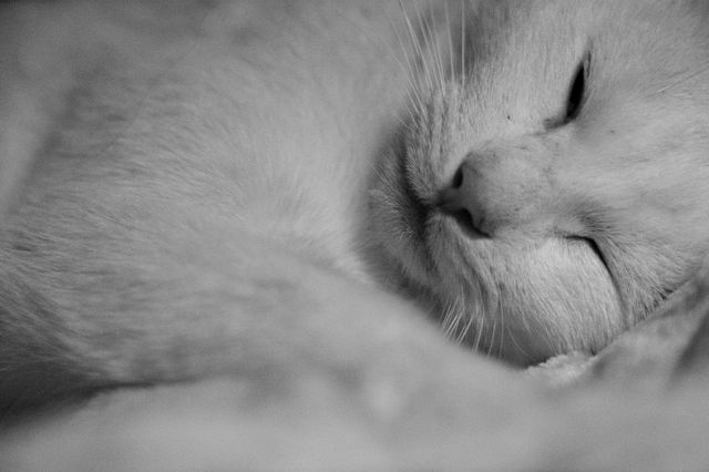 Adorable black and white close-up of a cat sleeping peacefully. Perfect for use in projects related to pets, relaxation, sleep, and calming themes. Ideal for blogs, promotional material for sleep-related products, animal care ads, and as a calming visual in waiting rooms or mental health apps.