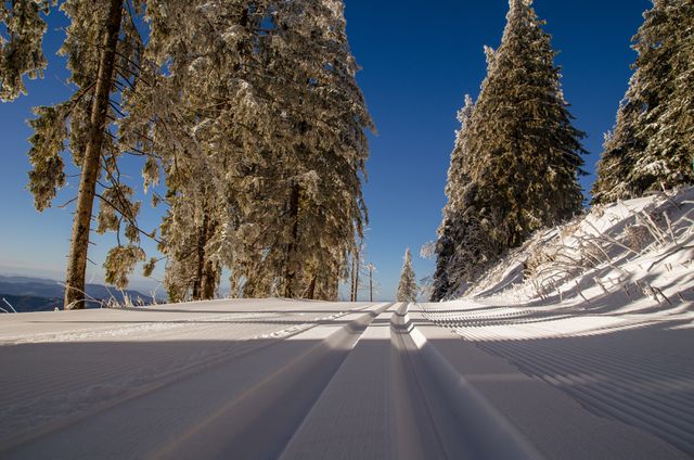 Pristine groomed ski track cutting through a snow-covered forest with tall trees, under clear blue sky. Ideal for depicting winter sports, adventure tourism, nature's beauty and outdoor activities. This image can be used in travel brochures, winter adventure blogs, sports ads, or nature-themed calendars.