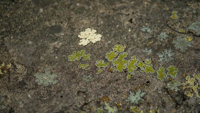 Chartreuse foliose lichen clustering on weathered rock revealing cream patch and apothecia