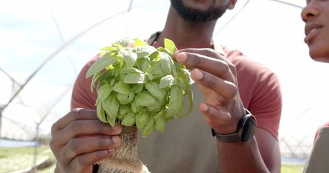 Growing basil: farm professionals showcase hydroponic techniques