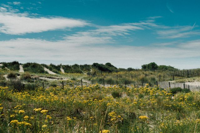 Capture of scenic coastal dunes with wildflowers blooming under a clear blue sky. Ideal for use in nature tourism promotions, outdoor lifestyle blogs, or illustrative content focusing on natural beauty and summer landscapes.