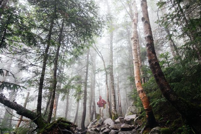 Hiker wearing red jacket walking along rocky trail in dense, misty forest. Tall trees envelop the scene in green and brown hues with fog blurring the surroundings. Ideal for use in travel blogs, adventure websites, nature documentaries, and outdoor activity promotions.