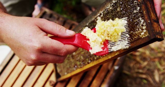 Beekeeper Harvesting Honeycomb with Red Scraper Tool Close Up - Download Free Stock Images Pikwizard.com