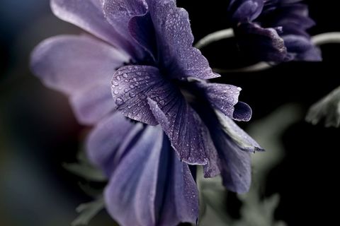 Purple petals glistening with dew on dark backdrop, macro floral detail for design